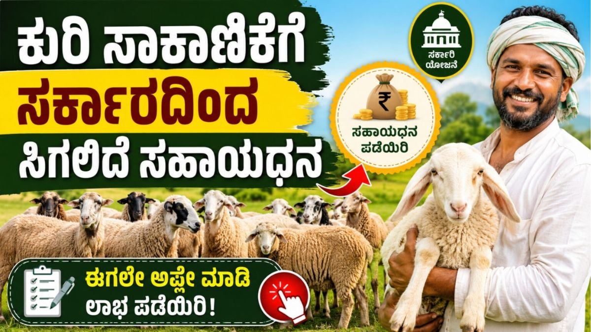 Sheep Farming
